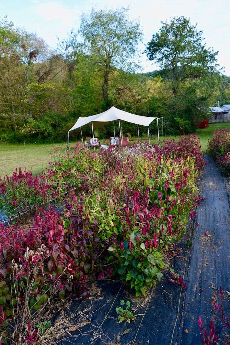 Sustainable Growing Practices That Make Every Visit Matter