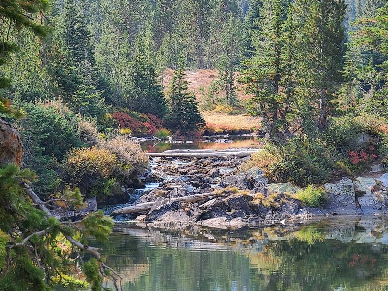 Conservation Efforts Preserving The Meadow