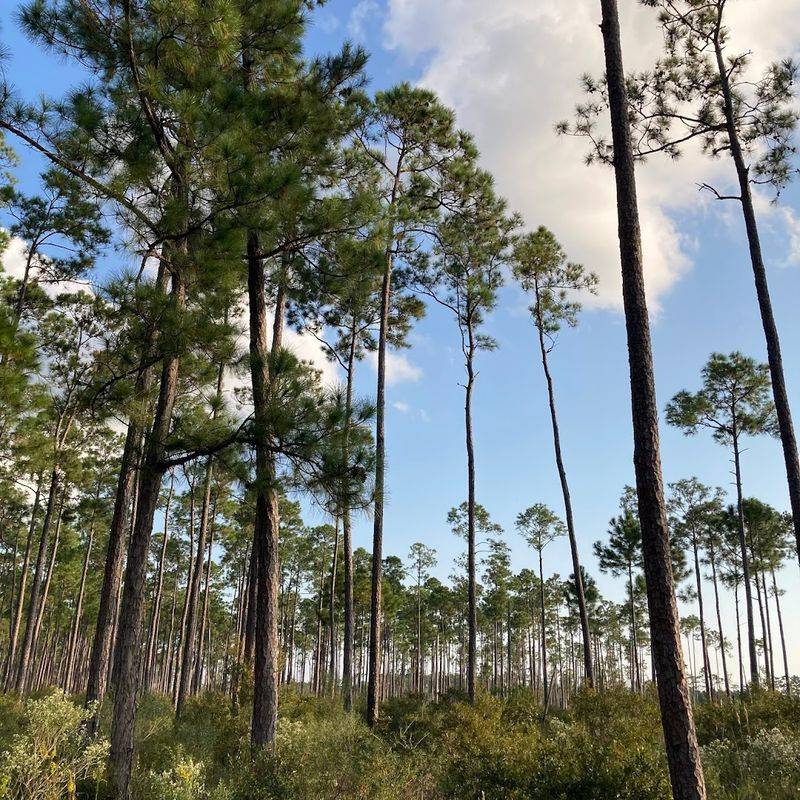Eco Friendly Practices To Preserve Nature