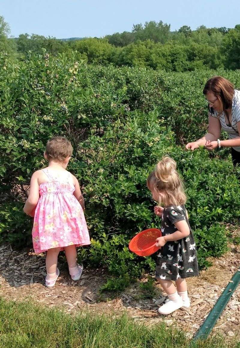 Nine Acres Of Blueberry Bushes Fill The Farm
