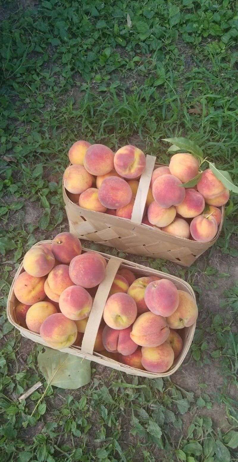 Peach Season Stretches Across A Whole Summer