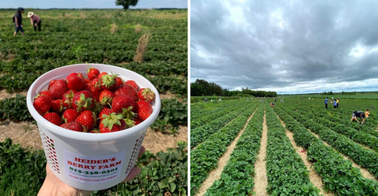 Pick Your Own, Eat As You Go, And Leave This Illinois Berry Farm With A Full Heart And Full Hands