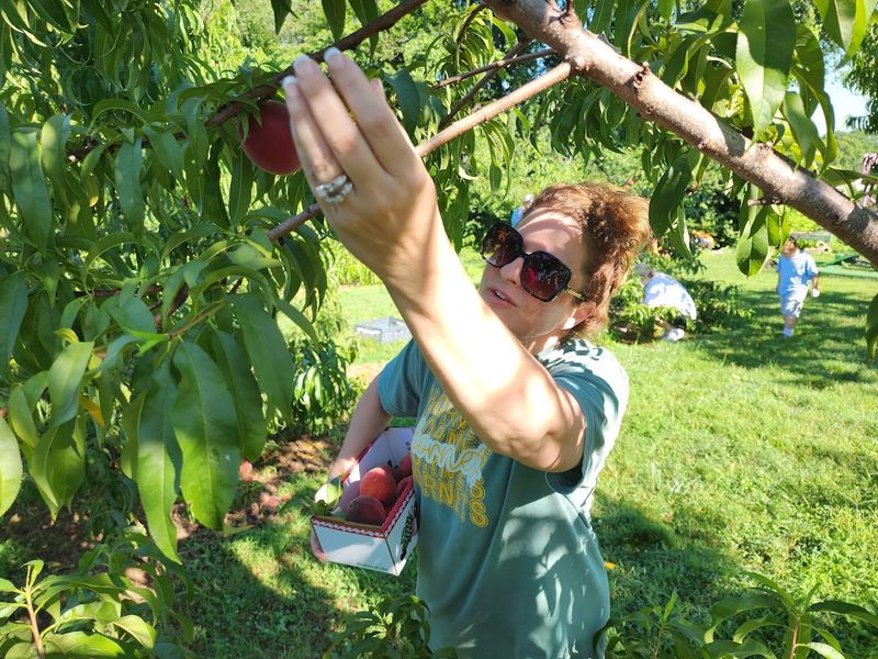 The U-Pick Peach Experience That Makes Summer Worth Waiting For