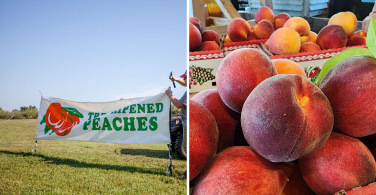 Pick Your Own Tennessee Peaches And Experience Farm Life At This Orchard