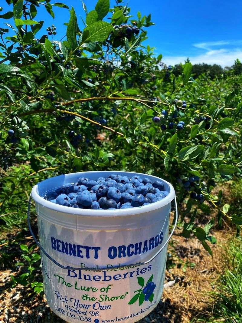 Blueberries That Redefine The Standard
