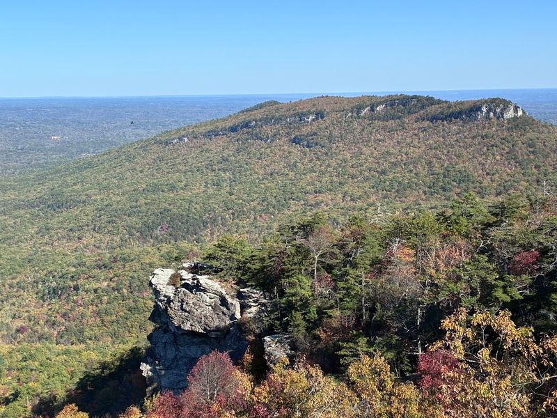 Conservation Efforts And Environmental Importance