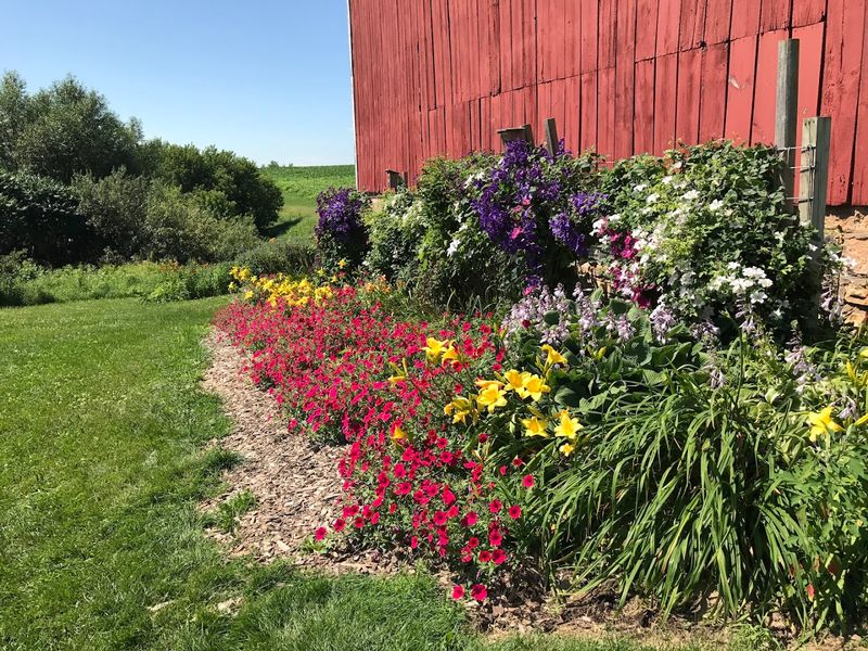 Flower Gardens Add Color Beyond The Berry Rows