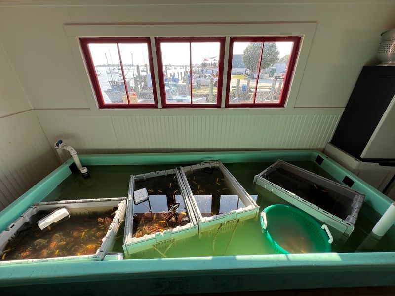 Fresh Lobster To Take Home Too