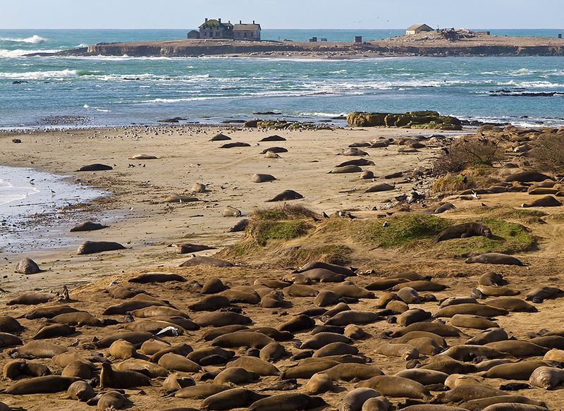 Año Nuevo State Park