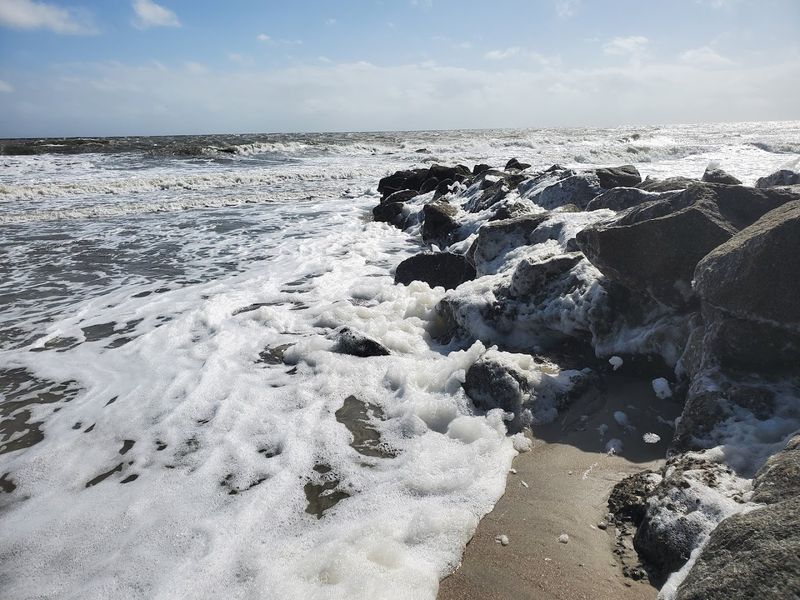 Local Flora That Thrives Near Coastal Beaches