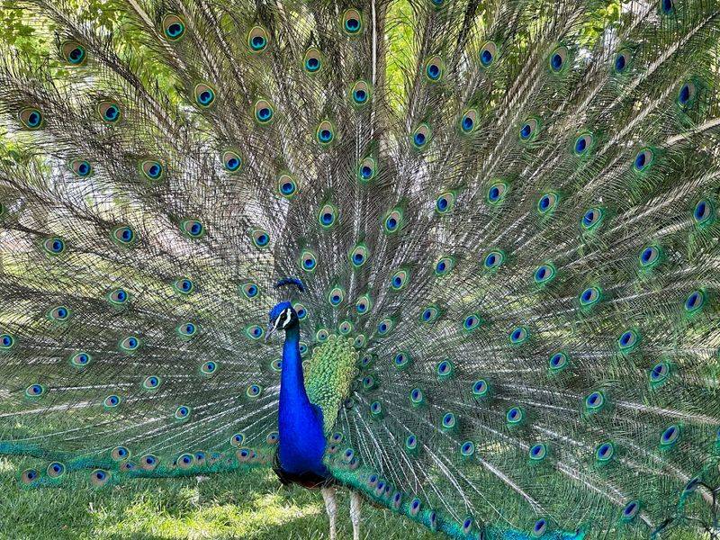 Today's Peacocks Descend From Birds Brought Here In The 1940s