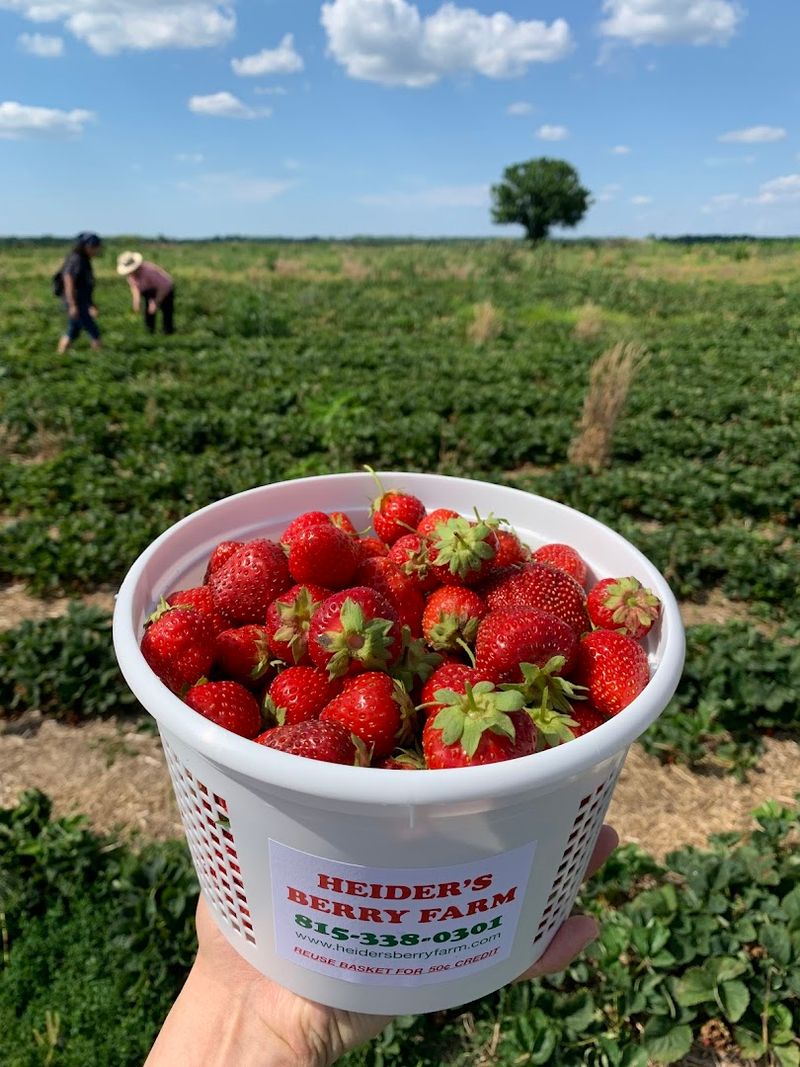 Strawberry Season Kicks Off Summer The Right Way