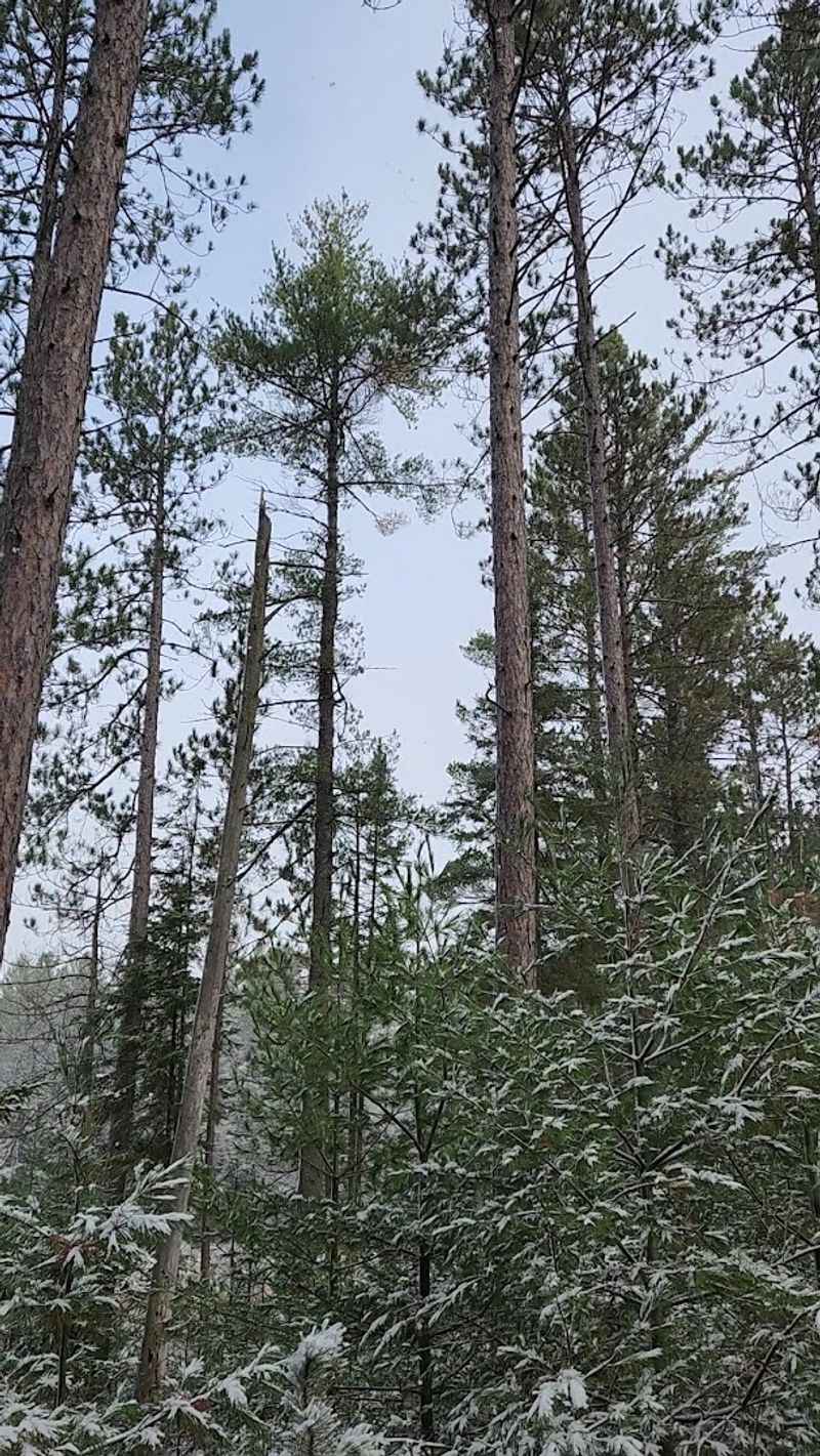 Old Growth Pines And Hemlocks Still Tower Around Tucker Lake