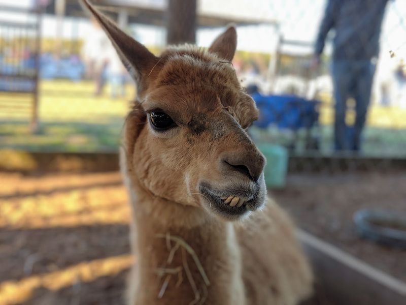 Games And Attractions That Keep Kids Busy All Day