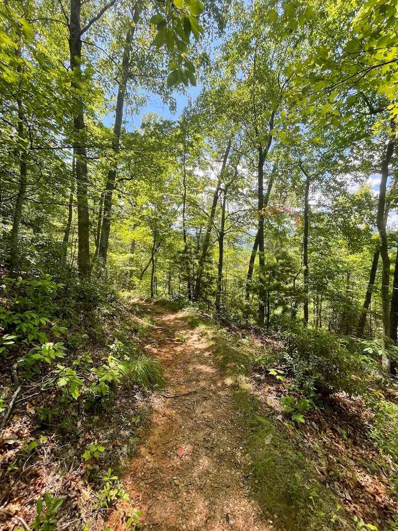 The Forest Changes As You Walk And That Is The Point
