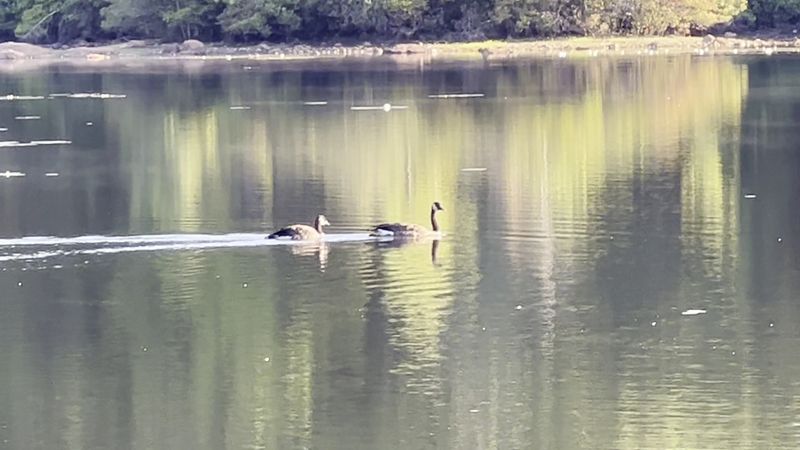 Wildlife That Shows Up Without Any Warning