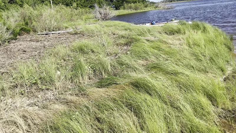 Environmental Considerations When Collecting Natural Treasures