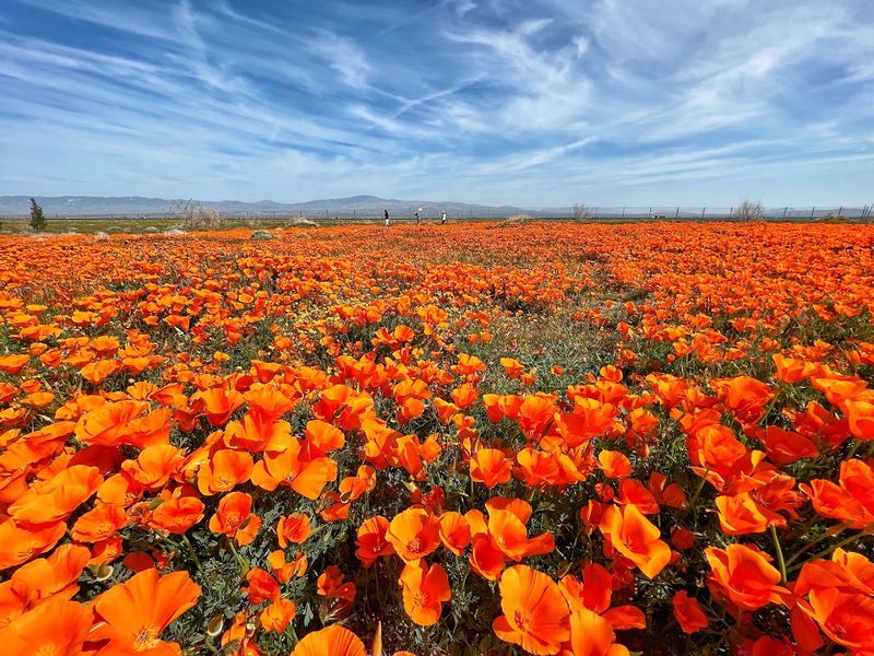Antelope Valley Poppy Reserve