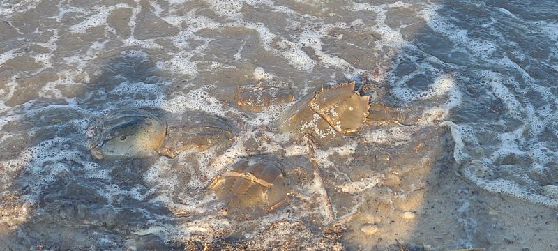 Horseshoe Crabs Own This Beach