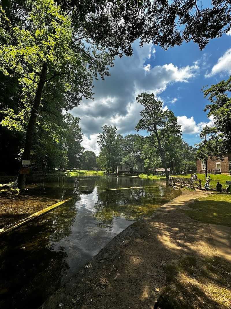Flora And Fauna Surrounding The Springs