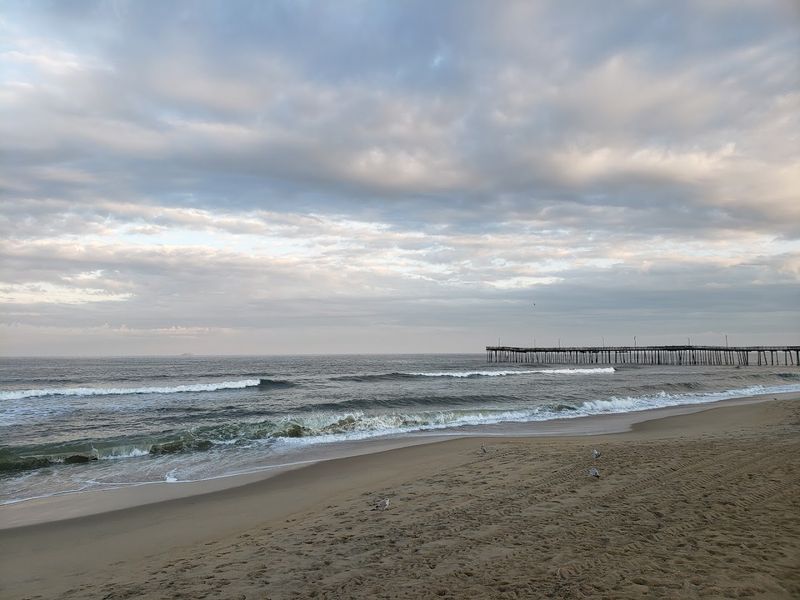 Coastal Wildlife And Nature Observation