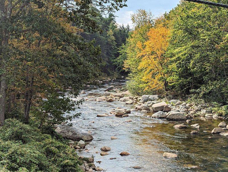 Wildlife And Natural Surroundings Near The Bridge