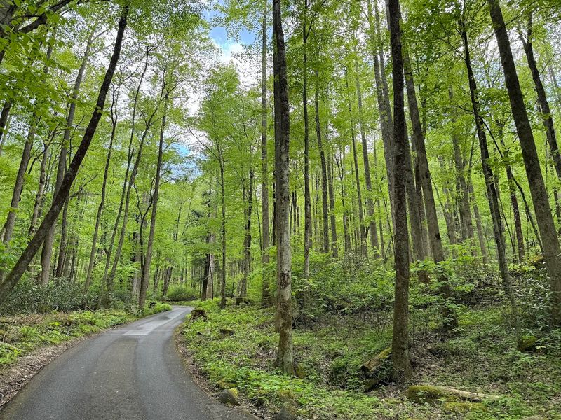 Roaring Fork Motor Nature Trail, Great Smoky Mountains Near Gatlinburg