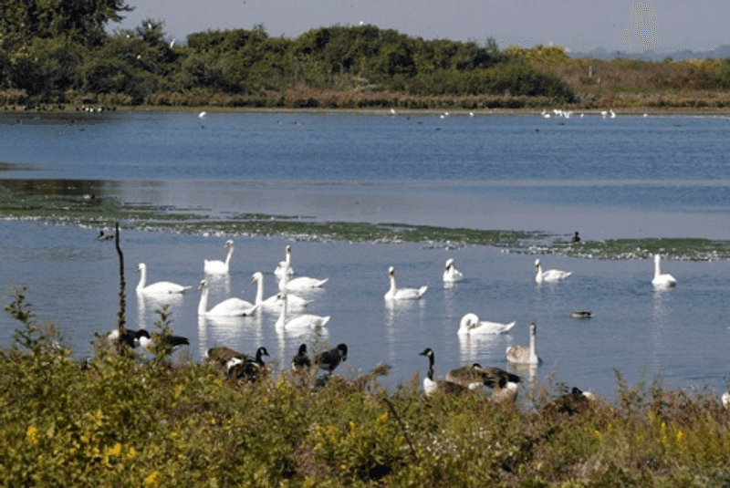 Jamaica Bay Wildlife Refuge