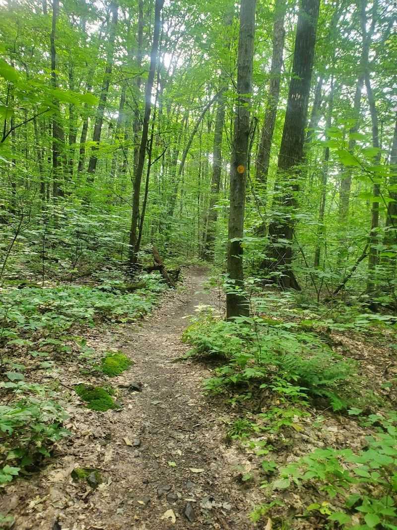 Hammond Hill State Forest: High Elevation, Late Season Advantage