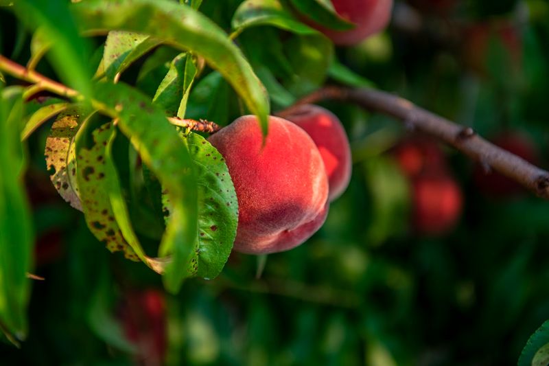 Peach Season Is Practically A Local Holiday