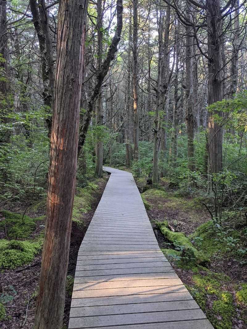 Atlantic White Cedar Swamp Trail, Cape Cod National Seashore