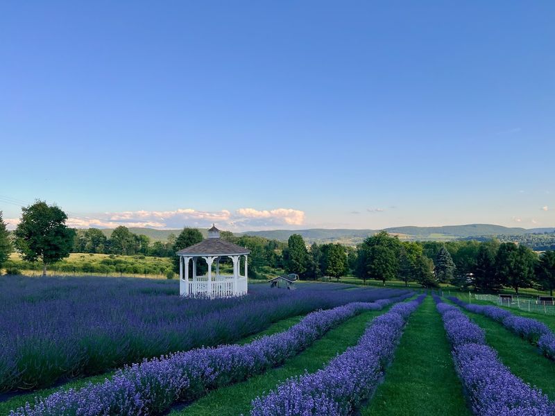 Hillcrest Lavender Farm
