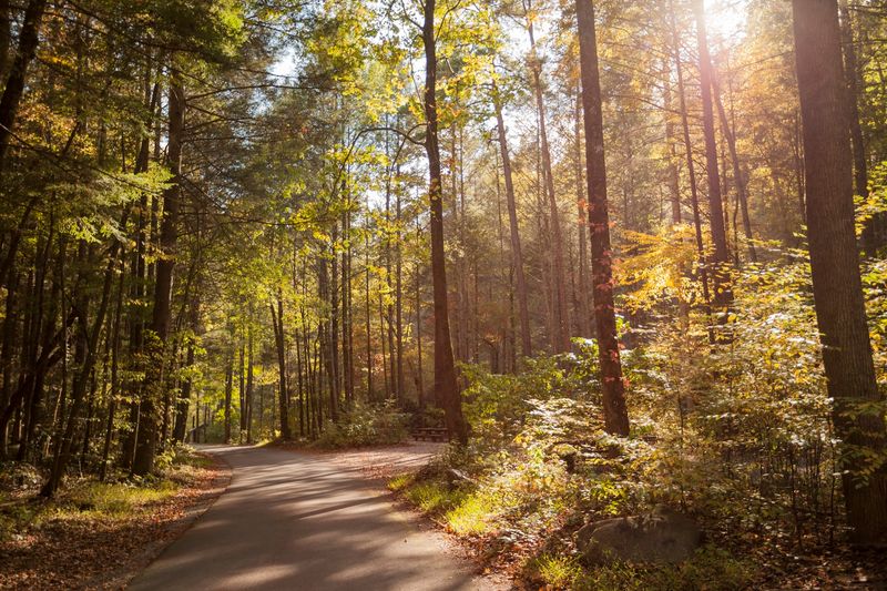 Forest Road 41 Scenic Drive