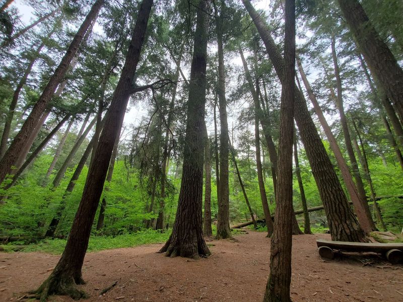 The Forest Sits Inside Chequamegon-Nicolet National Forest