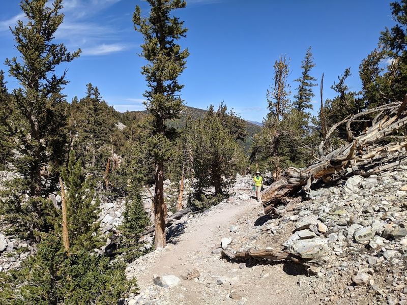 The Wheeler Peak Grove Is The Easiest Place To See Them
