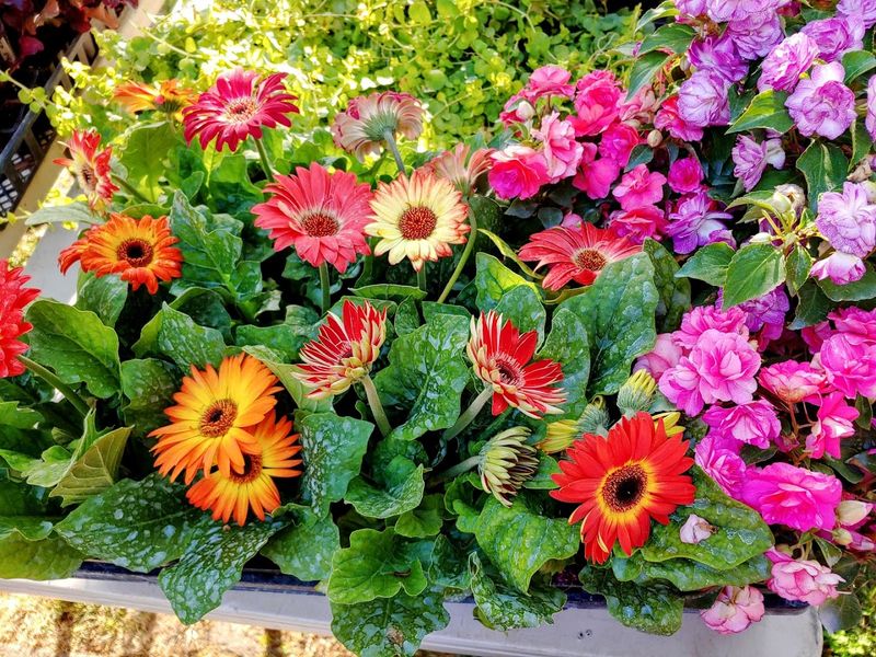 Flowers, Plants, And Homemade Goods