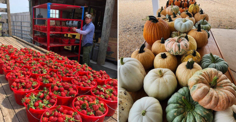 Spend A Perfect Summer Day At This Popular Pick Your Own Strawberry Farm In Virginia