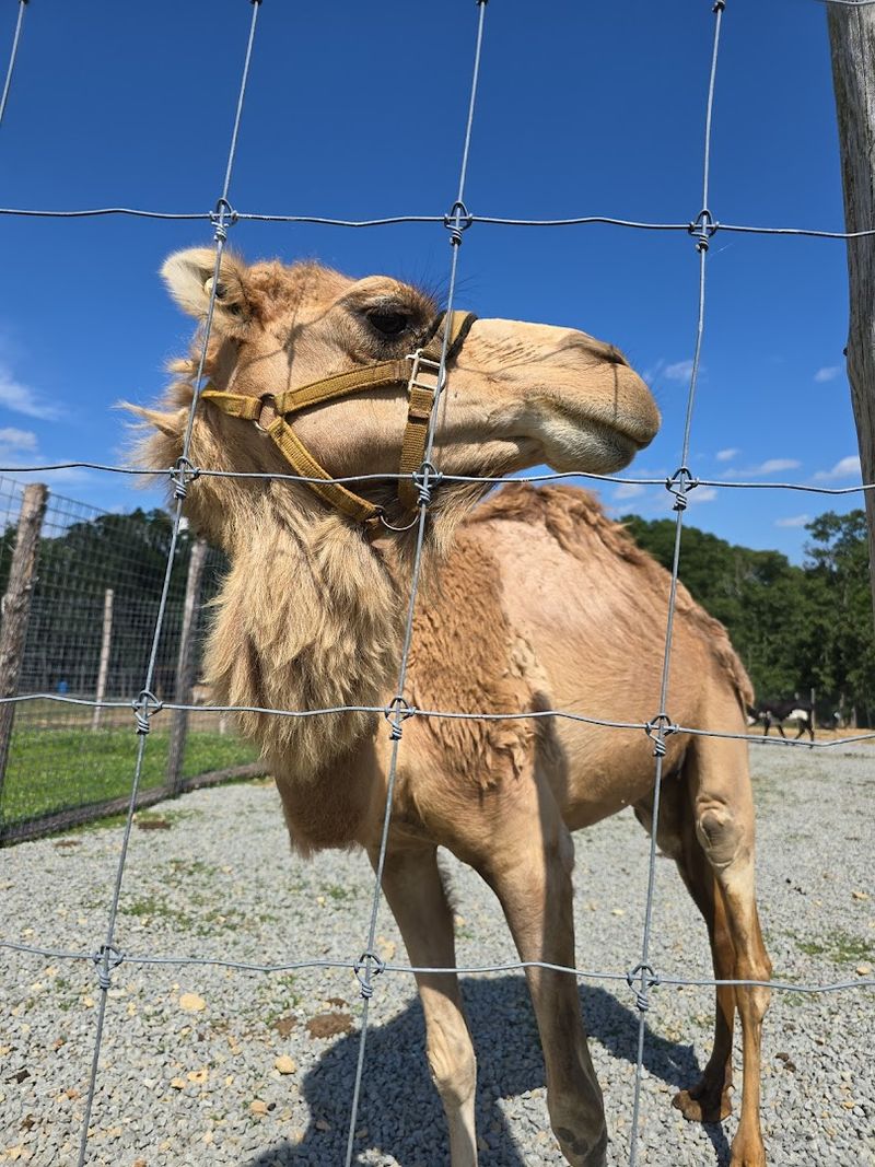 Camel And Pony Rides