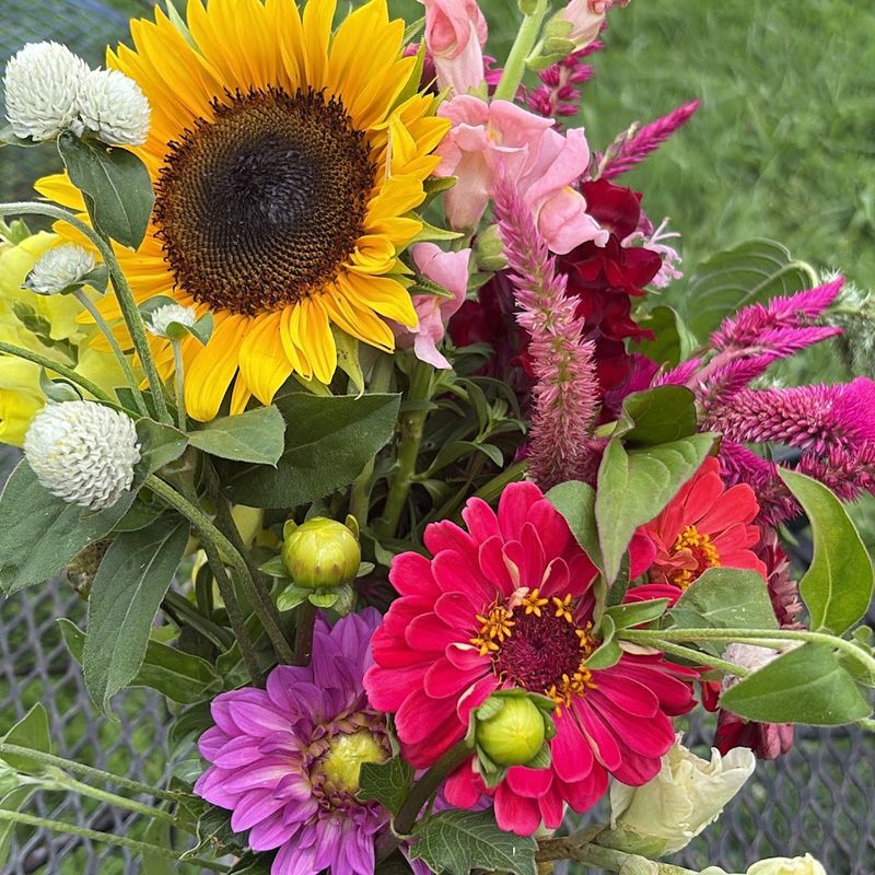 Summer's Most Spectacular Display Of Color And Variety