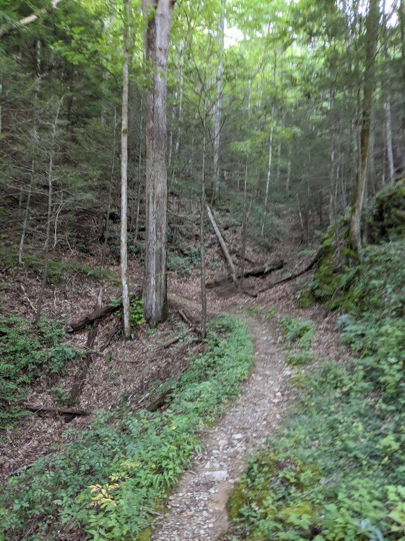 Wildlife Along The Trail And What To Expect