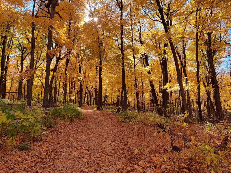 The Last Big Woods Standing