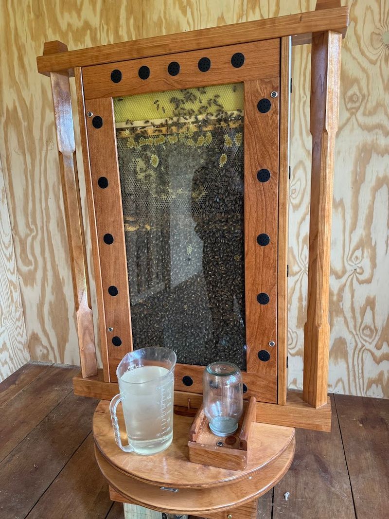 The Bee Walk And Transparent Hives That Change How You See Bees
