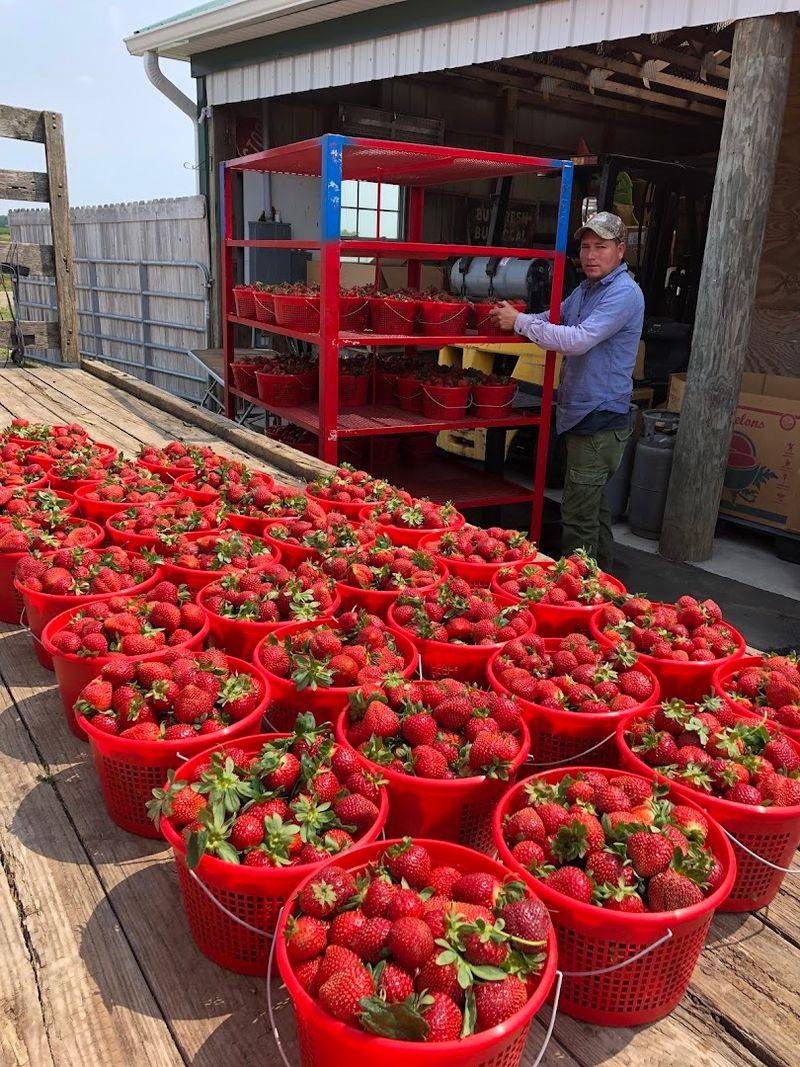Tips For Choosing The Ripest Berries