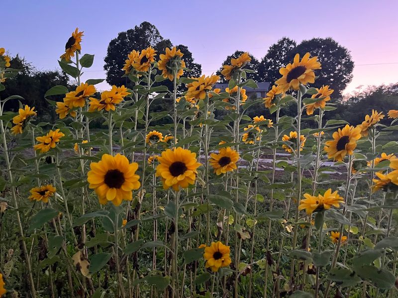 Fall Flowers That Reward The Patient Visitor