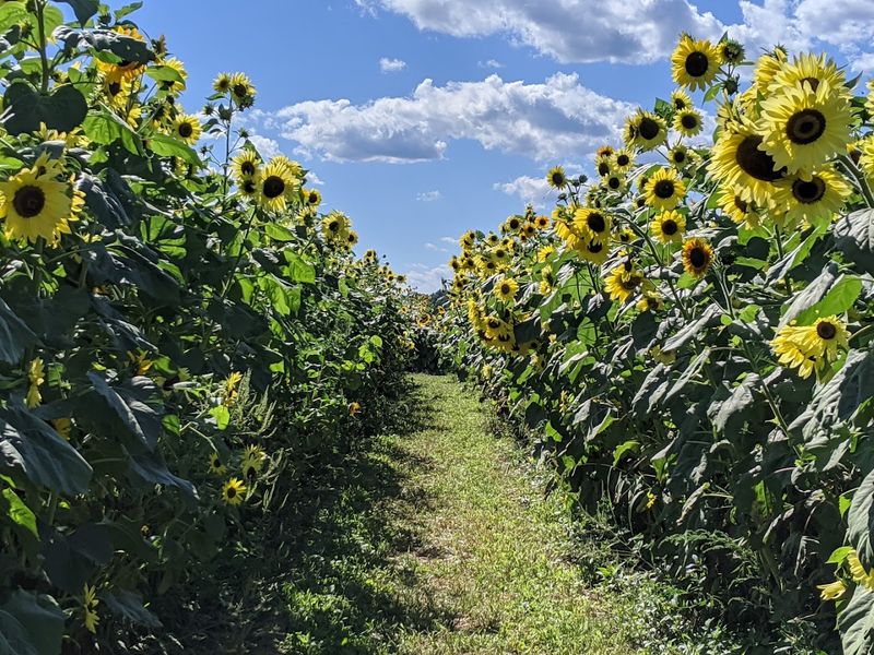 Kelder's Farm Sunflower Festival