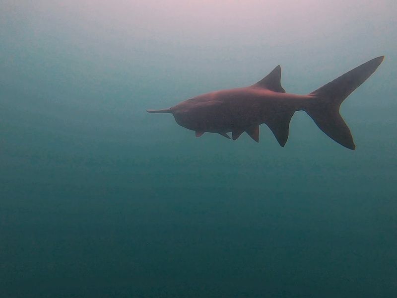The Ancient Residents Of The Deep