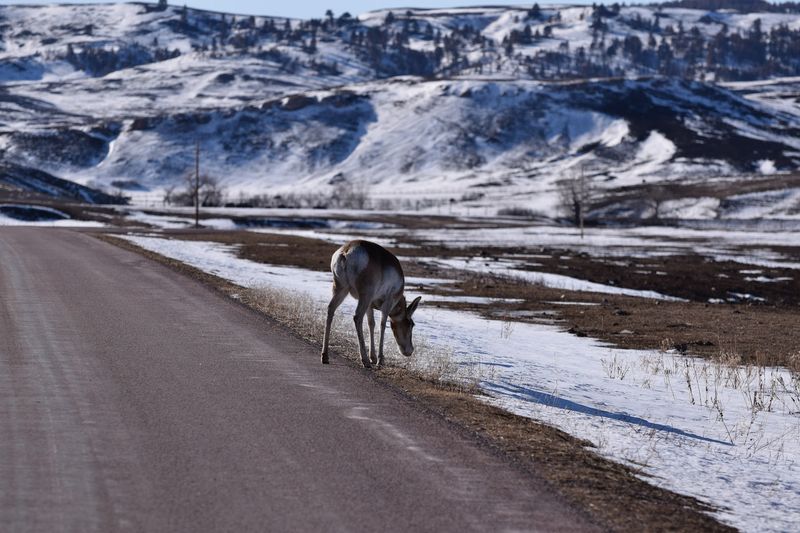 Wildlife Loop Road