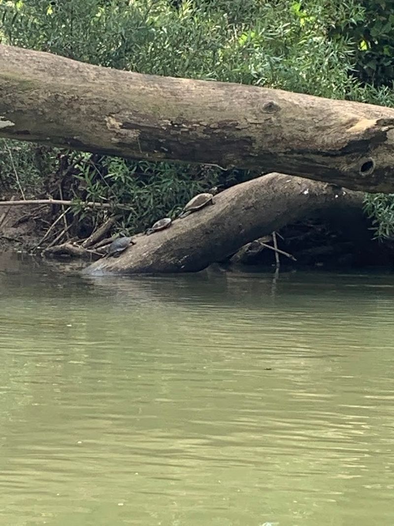 Wildlife Watching On The Water
