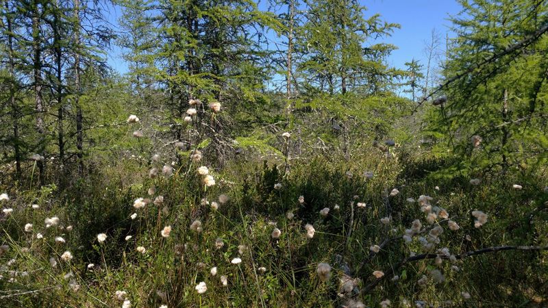 The Area Protects Plants Usually Found Farther North