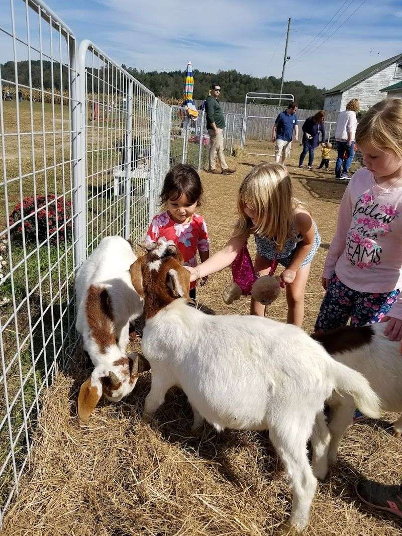Fall Activities That Families Return To Year After Year